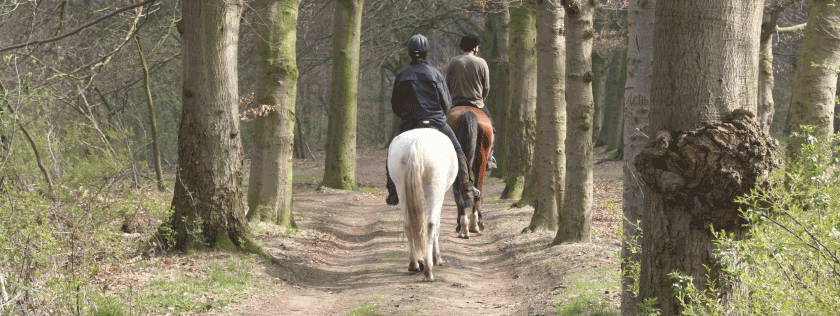 Horse riding in the forest